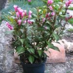 Вайгела / Weigela florida /