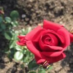Роза - влачеща