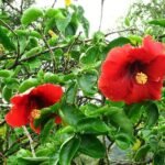 Hibiskus / Хибискус /