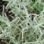 Сантолина - сребриста