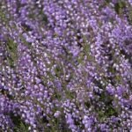 Ерика / Erica /