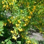 Храстовидна карагана (Caragana frutex)