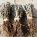 Лавандула "Юбилейна", "Севтополис", "Хемус"