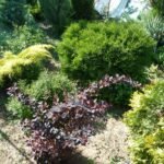 Берберис - кисел трън