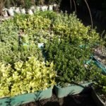 Радиканс - жълт