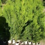 Източна туя - разсад