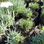 Карамфилче