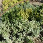 Радиканс - бял