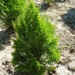 Западна Туя  - Смарагд