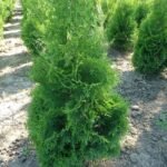 Западна туя Фастагиата