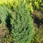 Хвойна - Юниперус