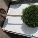 Кълбовидно оформена туя