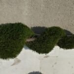 Спираловидна Туя