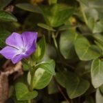 Винка - пъстроцветна