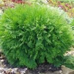 Западна туя - Даника (кълбо)