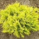 Западна туя - Глубоза (кълбо )