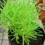 Сантолина - зелена