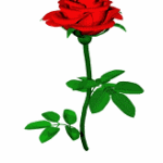 Роза - чаен хибрид