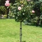 Роза - щамбова