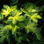 Бръшлян - жълт