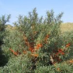 Облепиха (Hippophae rhamnoides)