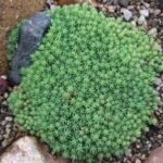 Седум ( Тлъстига )